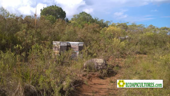 Miel pura y natural sin glifosato ECOAPI, Apiario la Canterita