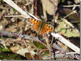 P1060540