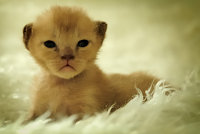 Cute Kitten 