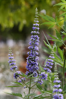 vitex chaste tree