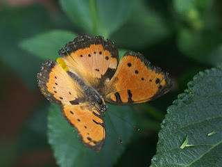 Precis octavia - Junonia octavia