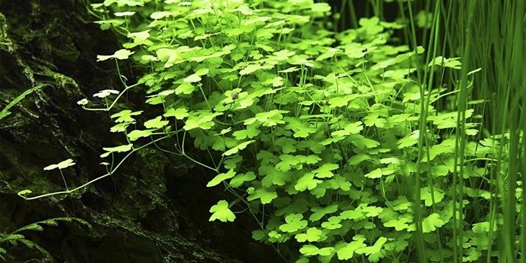 Info Baru Tanaman Aquascape Yang Tumbuh Di Sawah