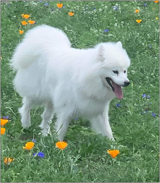 samoyed