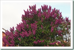 DSCF0063