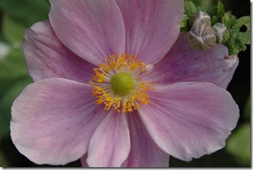 garden 015