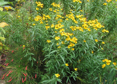 Annieinaustin,mexican mint marigold