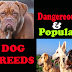 Dangerous popular dog Breeds in the World