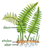 BIOLOGY Characteristics of Pteridophyta