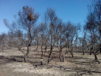 Incendio montes de Zuera 21/08/2016