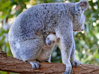 BAYI KOALA SEBESAR KACANG, BEGINI CARA INDUK MERAWATNYA