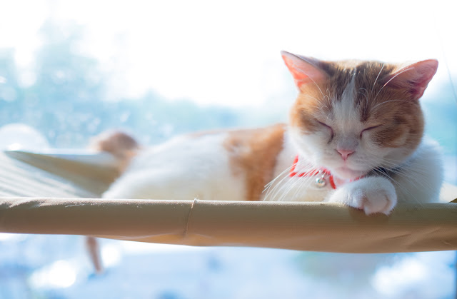 Caring for a diabetic cat gets easier with time. Photo shows cat napping by window