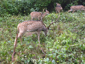 Spotted deers in K Gudi