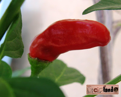 frutto rosso (con semi) Peperoncino Riciclando