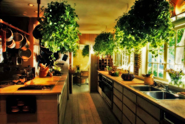 Kitchen Design Ideas with Pot Plants