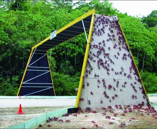 Amazing Bridges For Wild Life