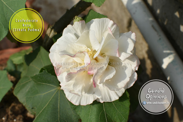 Confederate Rose (Sthala Padma) On Our Terrace Garden