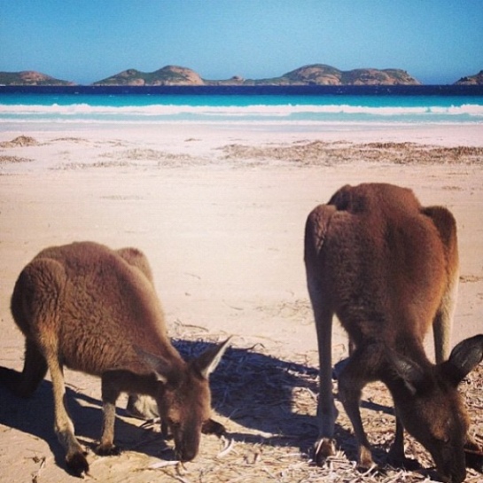 Lucky Bay (Australia).