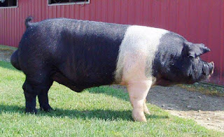 Pig breeding