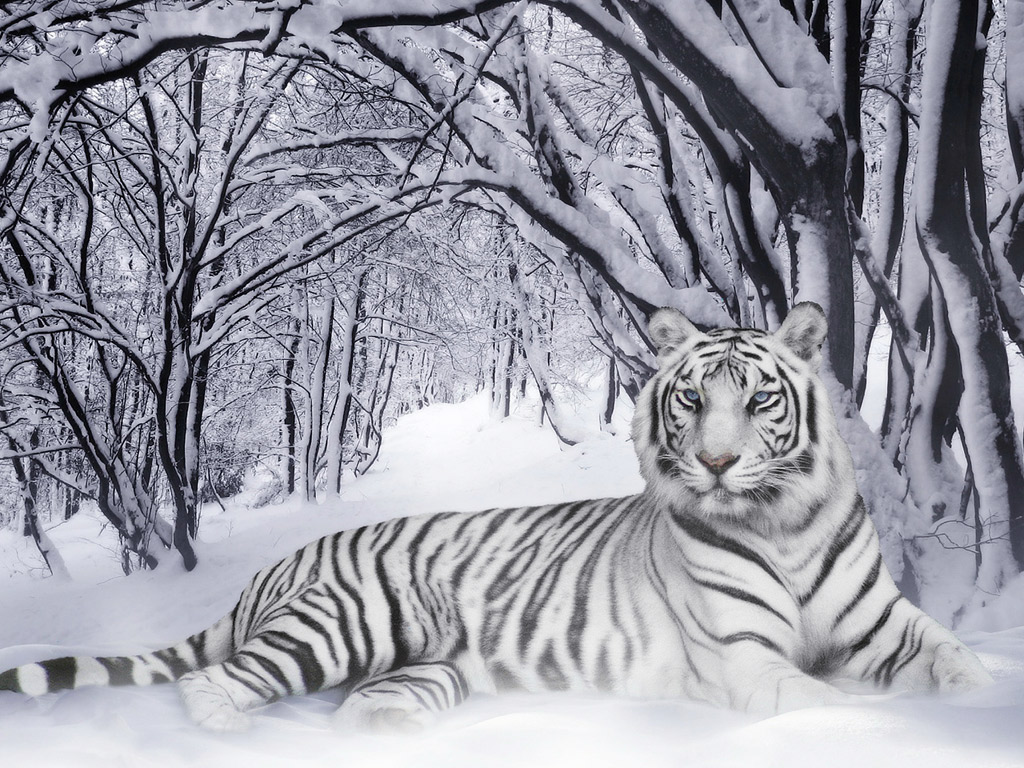 White Tiger