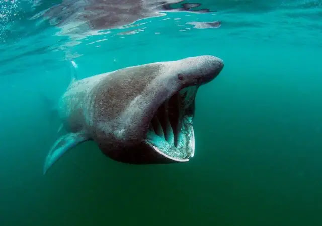Top 10 Deep Sea Sharks