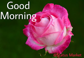 Good Morning Images With Rose Flowers