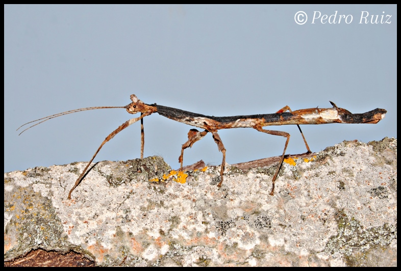 Hembra adulta (color blanco, negro y marrón) de Phenacephorus Latifemur, 9 cm de longitud