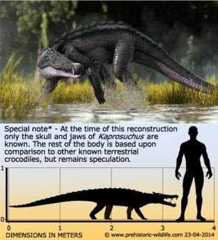 Kaprosuchus merupakan buaya purba yang beradaptasi untuk hidup di lingkungan darat, tepatnya di daerah pinggir sungai, danau, rawa atau area perairan darat lainnya. Gambar bagian bawah adalah perbandingan ukuran Kaprosuchus dengan manusia yang tingginya 1,8 meter. Rekonstruksi didasarkan hanya pada penemuan fosil tengkorak dan rahang Kaprosuchus. Bagian tubuh lainnya direkonstruksi dari jenis buaya darat lainnya yang diketahui