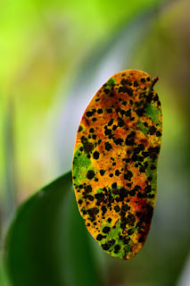 Colorful, speckled leaf pierced by thorn of agave leaf