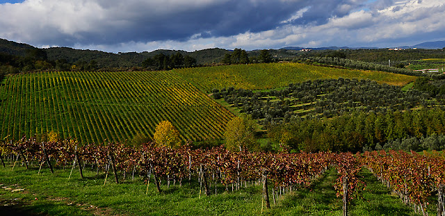 Boggina vineyards of Petrolo wines