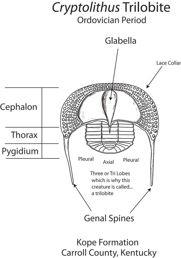 arteries of body diagram. arteries of ody diagram.