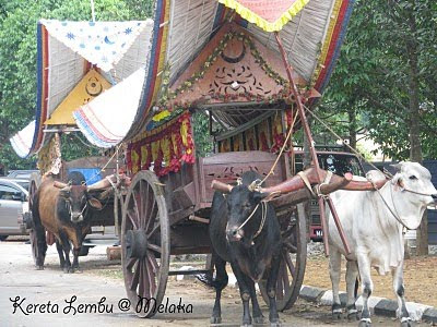 CarcaMarba: Kereta lembu hampir pupus