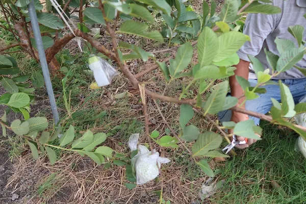 ▲芭樂園落滿地的芭樂，還有很多枝條已經折斷或受傷的芭樂果實。（記者林明佑翻攝）