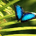 (Morpho peleides)