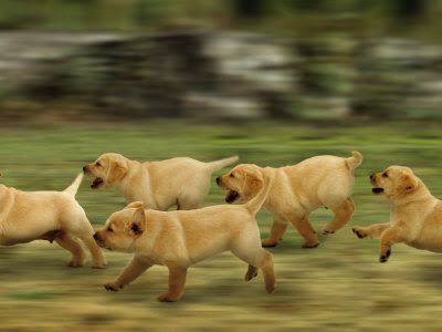 Domestic Dogs, Labrador Puppies Running Photographic Print By Jane Burton