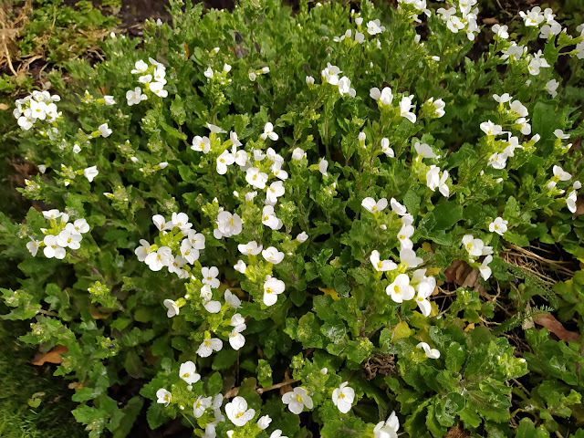 Arabis (Arabis alpina L. subsp. caucasica (Willd.) Briq.).