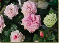 2011-05-14 Greenhouse - Roses
