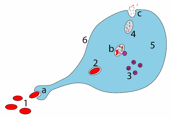 Imagen 420A | Pasos de un macrófago que ingiere un patógeno | XcepticZP / Public domain | Page URL : (https://commons.wikimedia.org/wiki/File:Phagocytosis_ZP.svg) de Wikimedia Commons