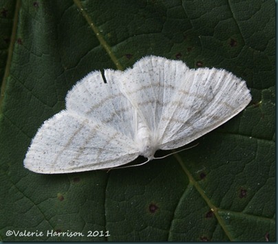 common-white-wave