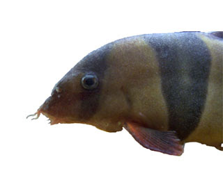 freshwater velvet, loach