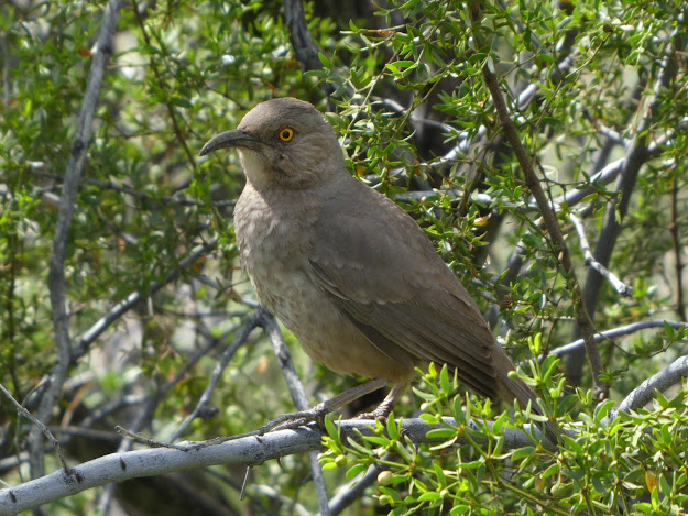 Curve-billed Thrasher perched in creosote