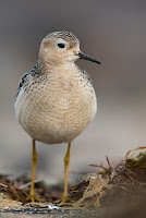 Buff-breasted sandpiper  Cantabric Coast, Spain  by Mario Suarez Porras