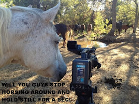 30 Funny animal captions - part 18 (30 pics), funny horse meme, quit horsing around