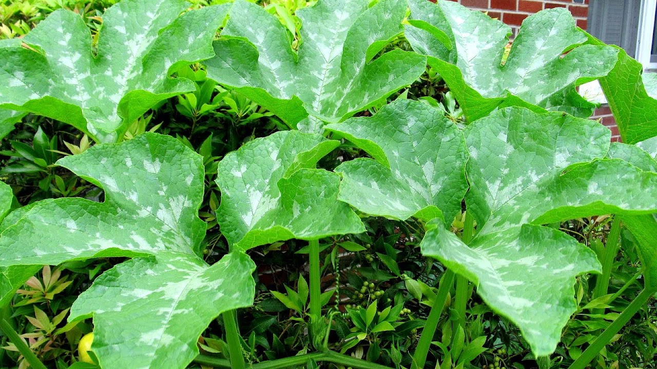 Cucurbita - Identifying Squash Types