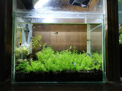 desain aquascape pati