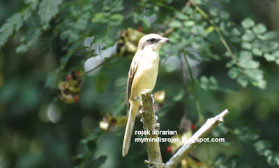 Brown Shrike in Bidadari