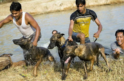 Canine Commandos Being Trained Seen On www.coolpicturegallery.us