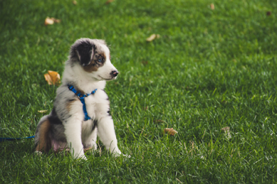 A fluffy grey and white Australian Shepherd puppy is wearing a blue harness and sitting on grass