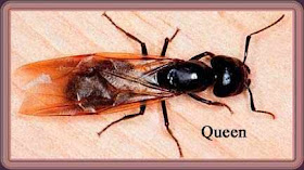insecta Camponotus pennsylvanicus