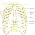 Rib Cage - Human Rib Anatomy
