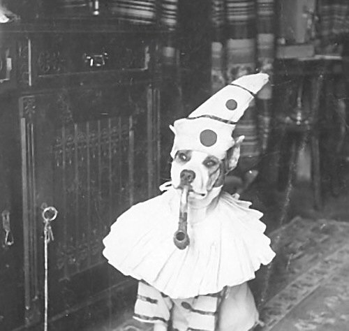 Clown Dog